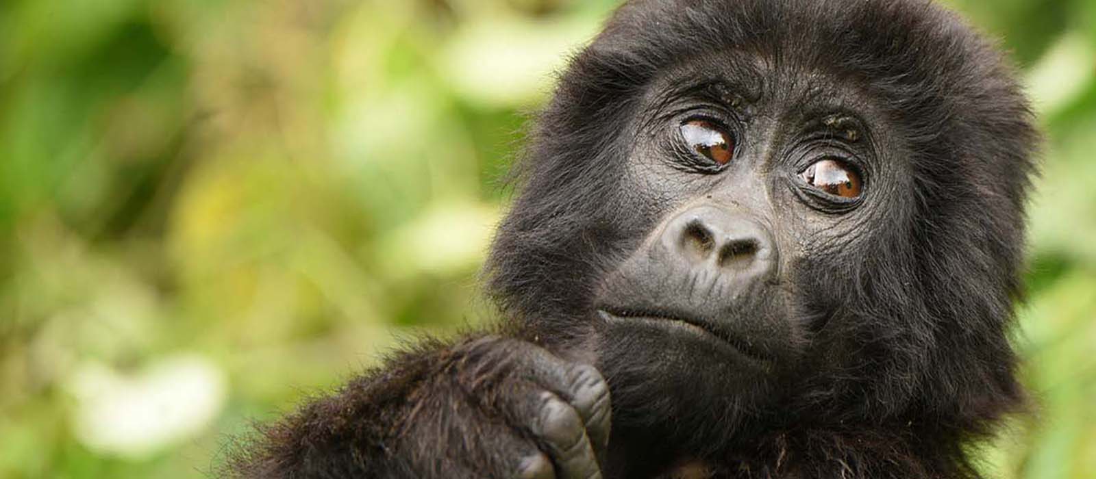 Uganda Gorilla Safari Holidays