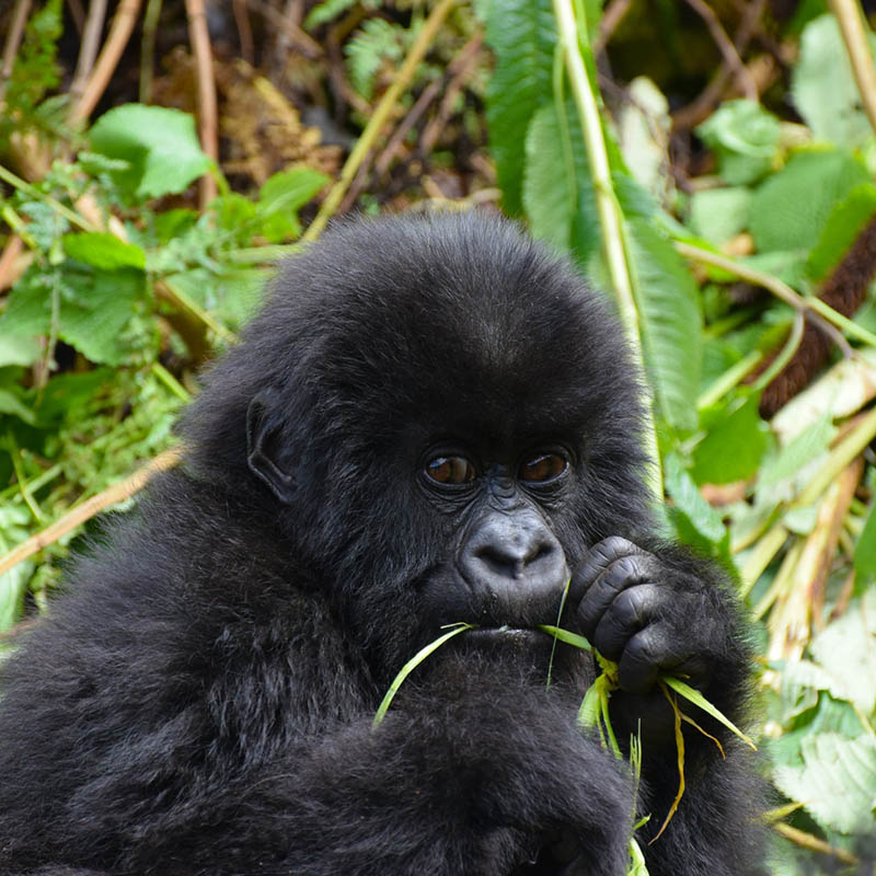 About Gorillaland Safaris