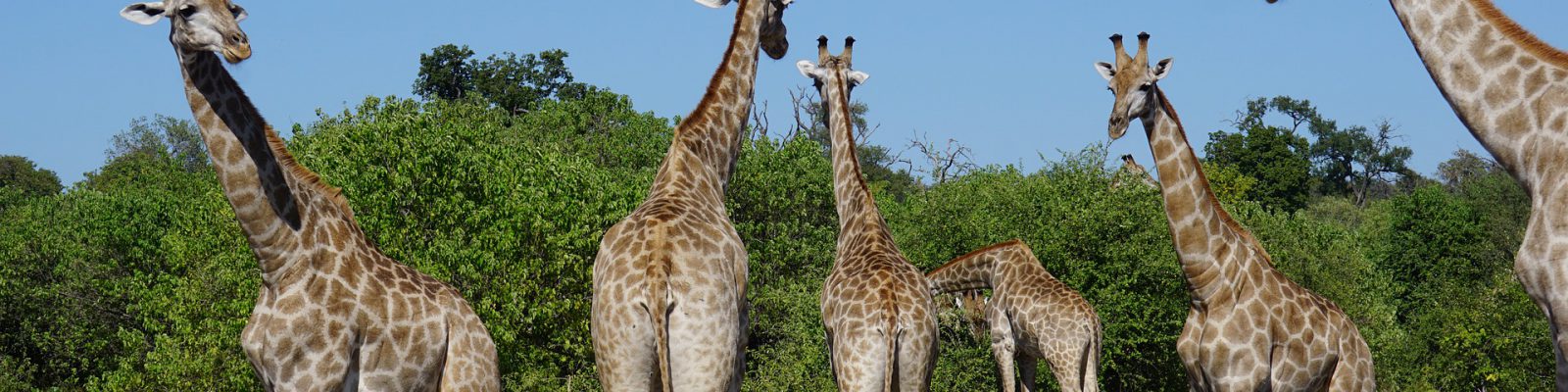 Exploring Murchison Falls National Park
