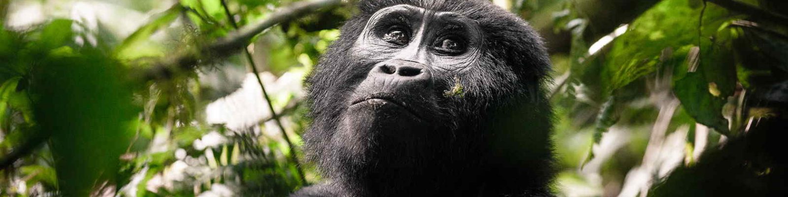Gorilla tracking rules and Guidelines
