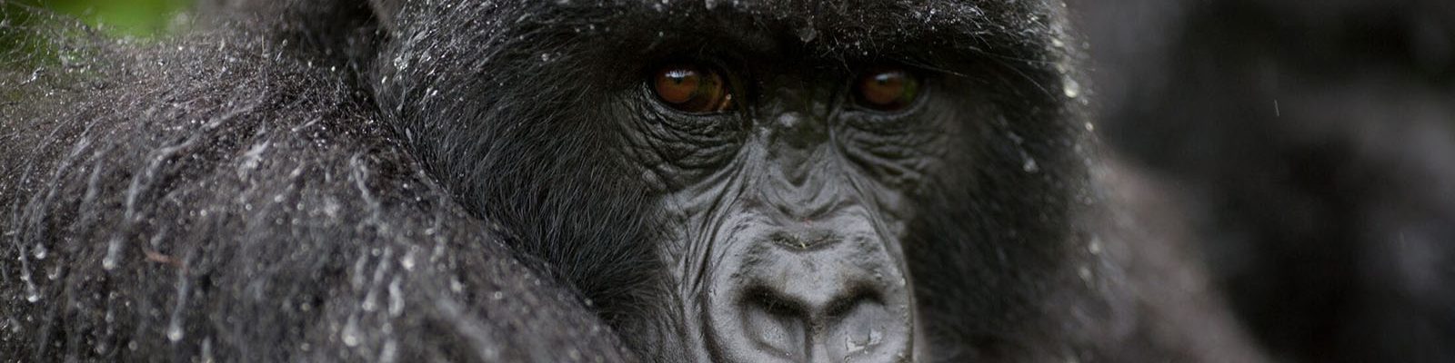 COST OF GORILLA PERMIT