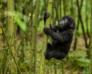 7 Days Best of Rwanda Safari