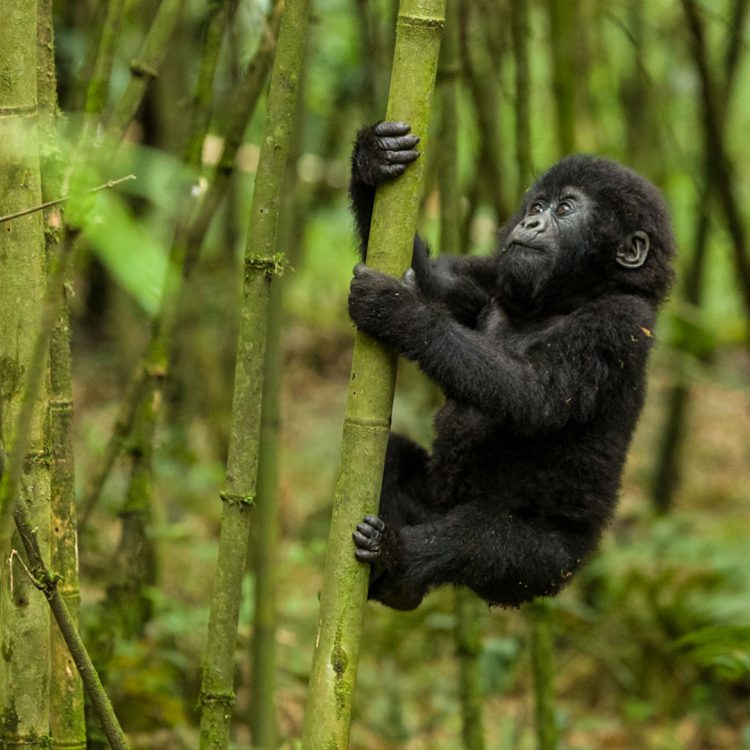 7 Days Best of Rwanda Safari
