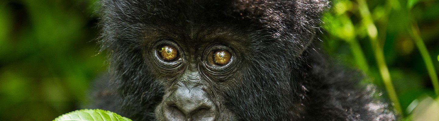 3 Days Bwindi Gorilla Tour