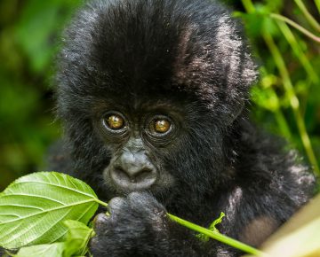 3 Days Bwindi Gorilla Tour