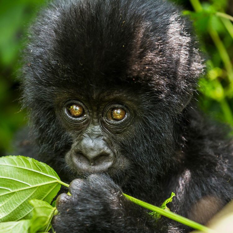 3 Days Bwindi Gorilla Tour