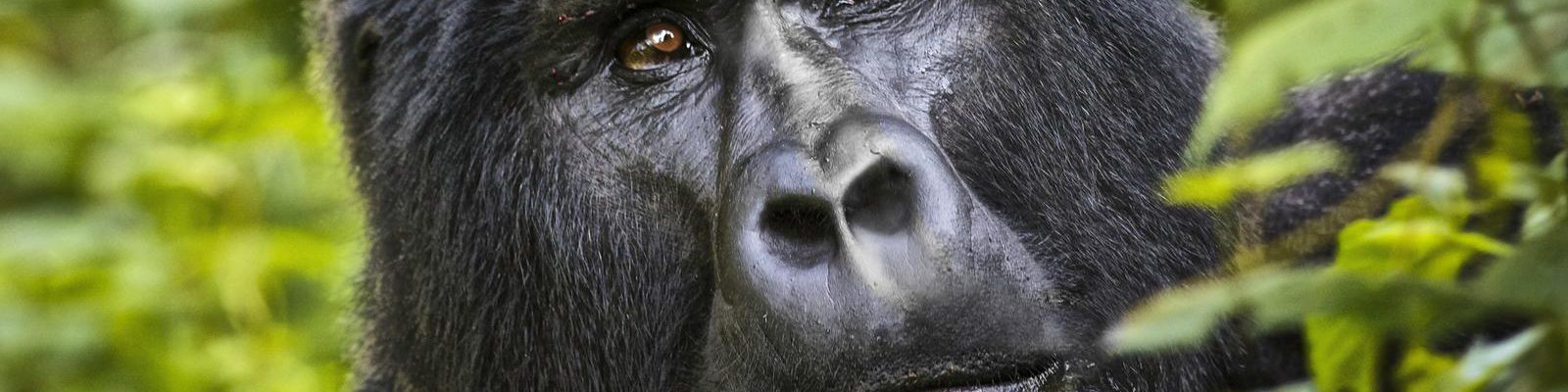 GORILLA PERMITS IN RWANDA