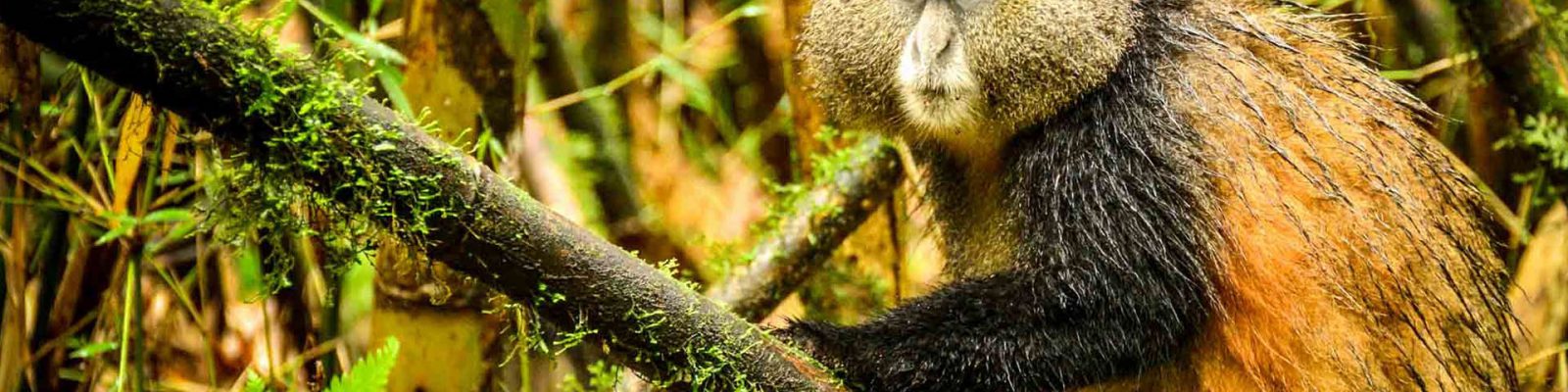 Golden Monkeys