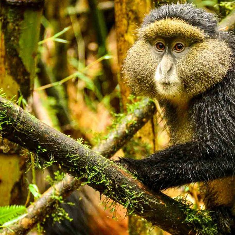 Golden Monkeys