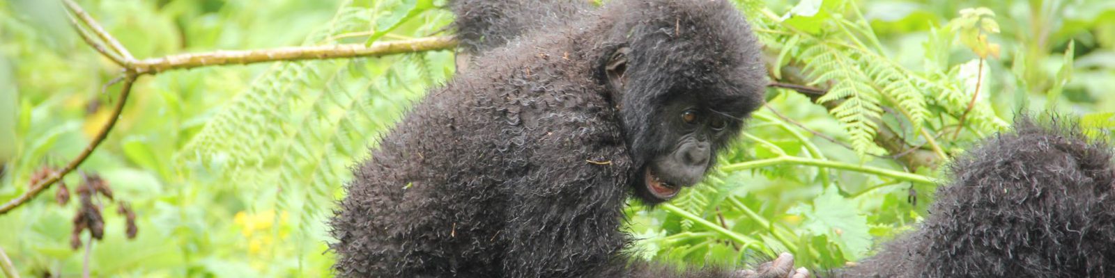 Where Gorilla habituation take place in Uganda