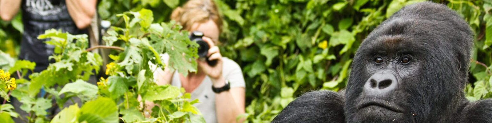 2 Days Bwindi Gorilla Tour