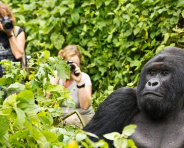 2 Days Bwindi Gorilla Tour