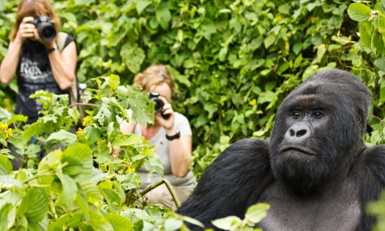 2 Days Bwindi Gorilla Tour