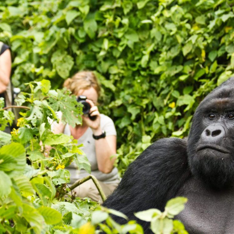 2 Days Bwindi Gorilla Tour