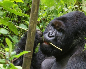 7 Days Best of Rwanda Uganda Safari