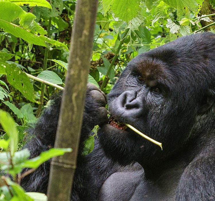 7 Days Best of Rwanda Uganda Safari