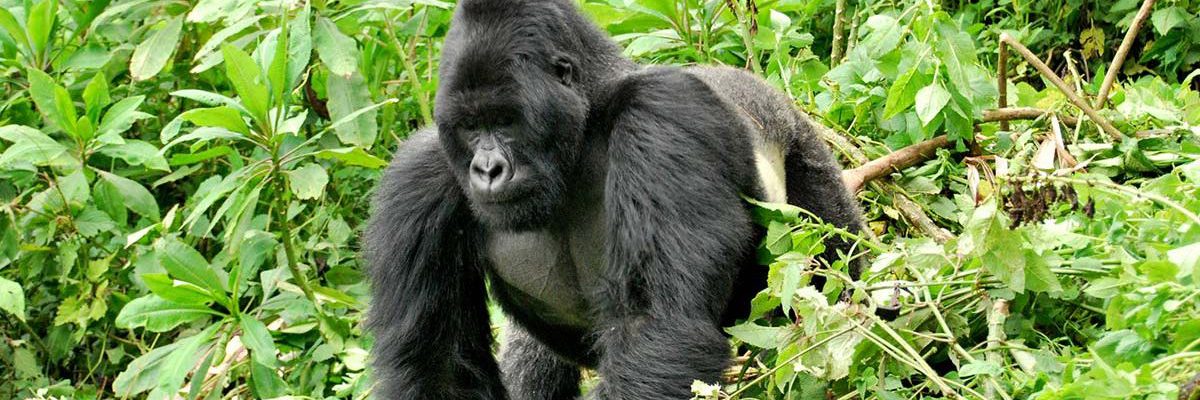 Mishaya gets a new baby Gorilla