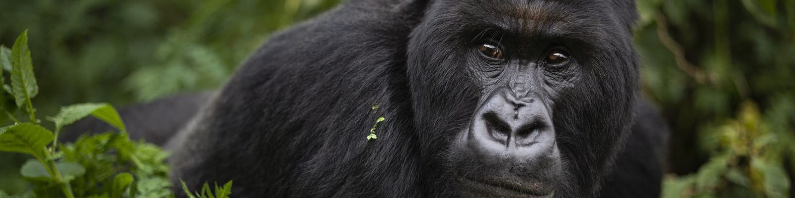 5 Days Uganda Gorillas & Nile Rafting