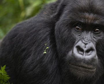 5 Days Uganda Gorillas & Nile Rafting