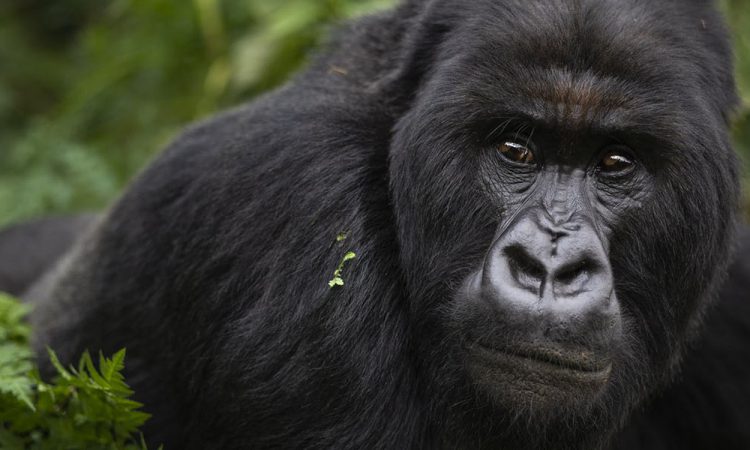 5 Days Uganda Gorillas & Nile Rafting