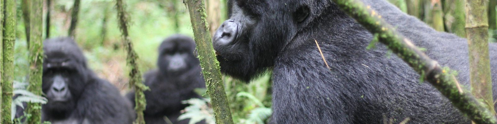 MUCUNGUNZI GORILLA GROUP GETS NEW BABY