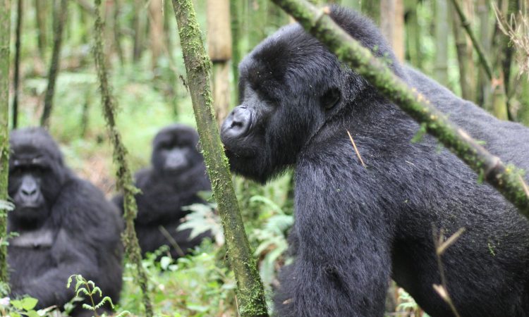 MUCUNGUNZI GORILLA GROUP GETS NEW BABY