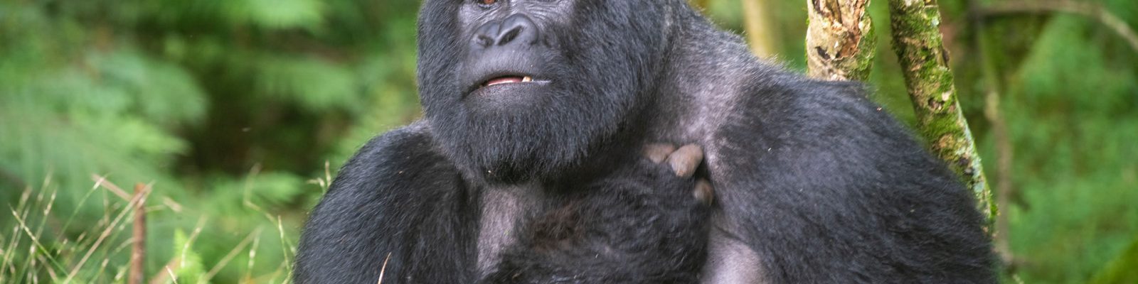 MGAHINGA GETS A NEW BABY GORILLA