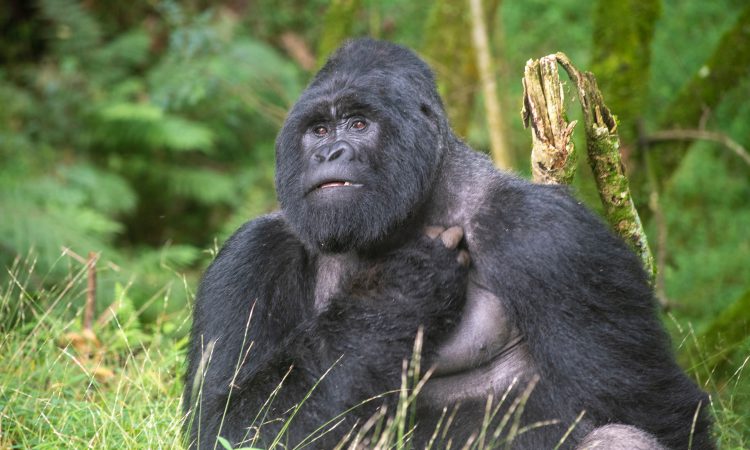 MGAHINGA GETS A NEW BABY GORILLA