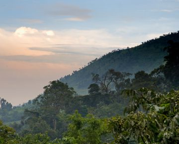 5 Days Bwindi Gorillas & Queen Elizabeth