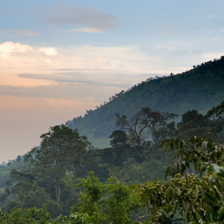 5 Days Bwindi Gorillas & Queen Elizabeth