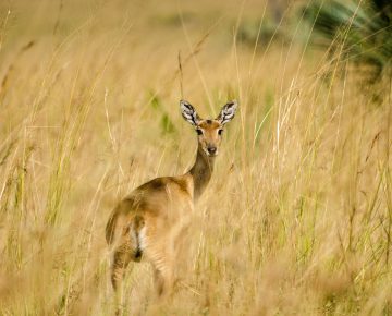 3 DAYS MURCHISON FALLS NATIONAL PARK