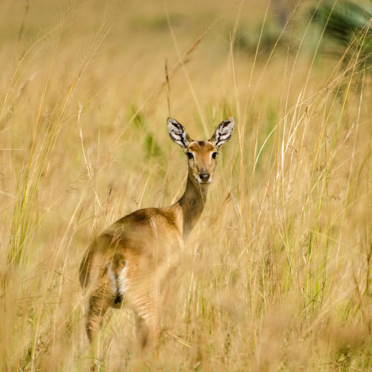 3 DAYS MURCHISON FALLS NATIONAL PARK