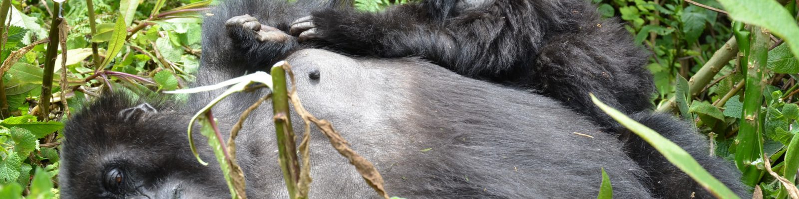 BENEFITS OF GORILLA TOURISM TO THE LOCAL COMMUNITIES IN BWINDI