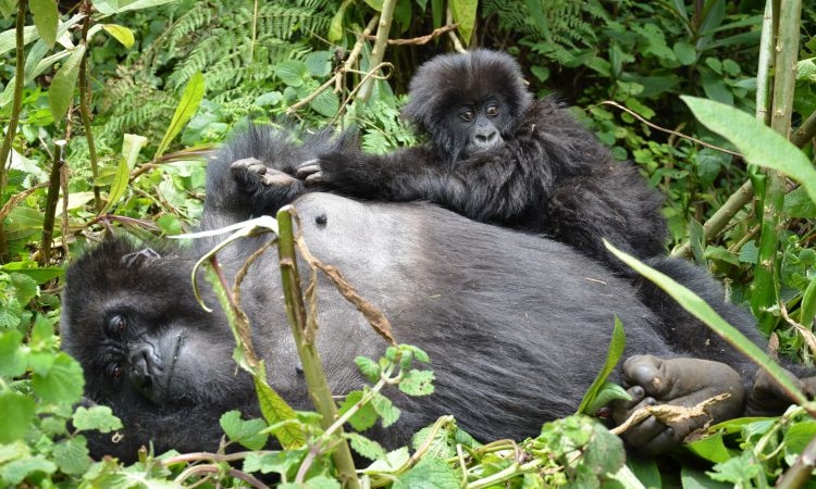 BENEFITS OF GORILLA TOURISM TO THE LOCAL COMMUNITIES IN BWINDI