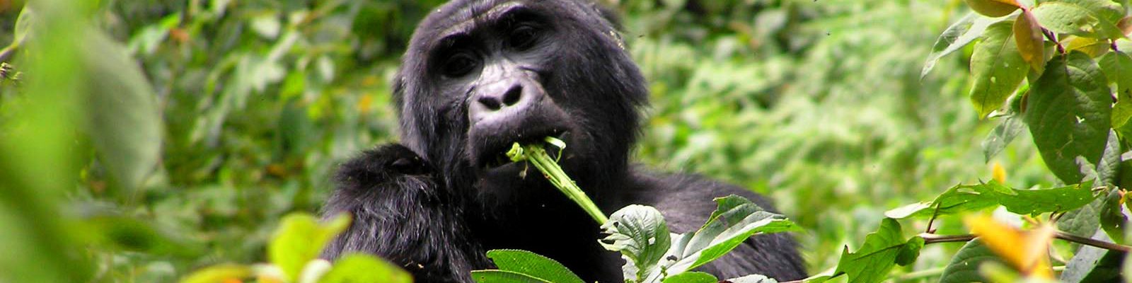 FREQUENTLY ASKED QUESTIONS ABOUT GORILLAS