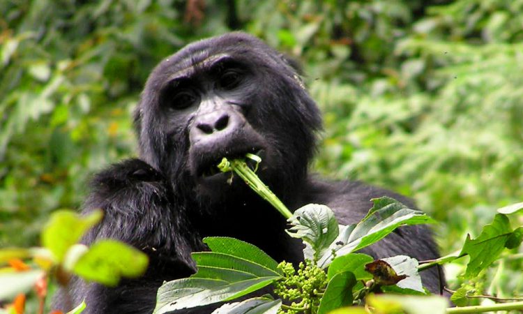 FREQUENTLY ASKED QUESTIONS ABOUT GORILLAS