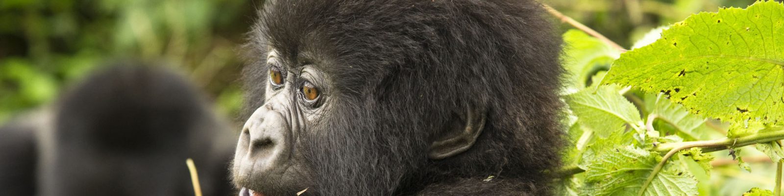 Cost of Watching the Gorillas in Uganda and Rwanda