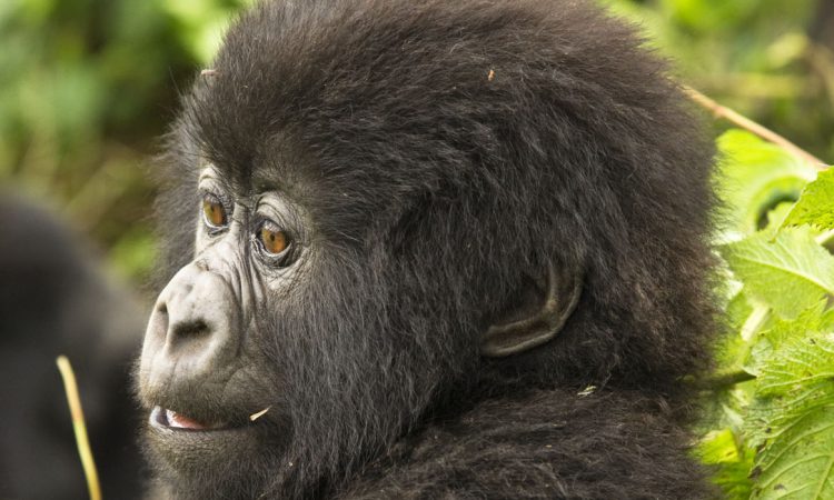 Cost of Watching the Gorillas in Uganda and Rwanda
