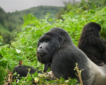 12 Days Explore Uganda and Rwanda