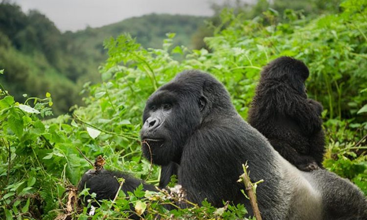 12 Days Explore Uganda and Rwanda