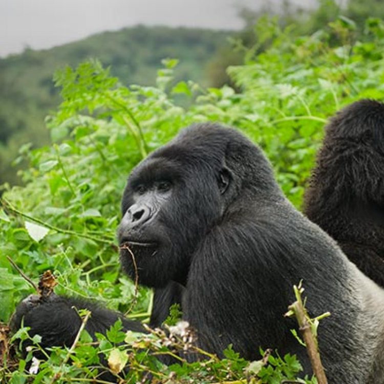 12 Days Explore Uganda and Rwanda