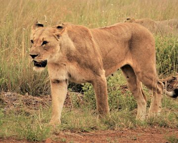 4 Days Rwanda Wildlife and Gorillas