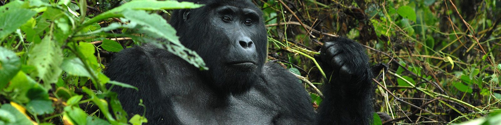PARKING LIST FOR GORILLA SAFARIS