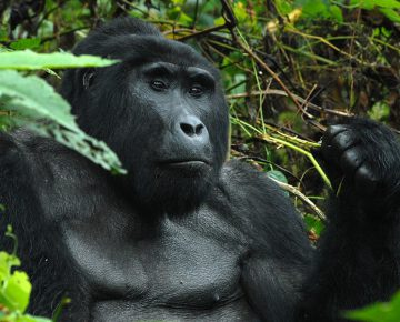 PARKING LIST FOR GORILLA SAFARIS