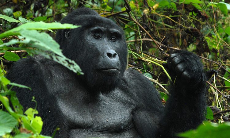 PARKING LIST FOR GORILLA SAFARIS