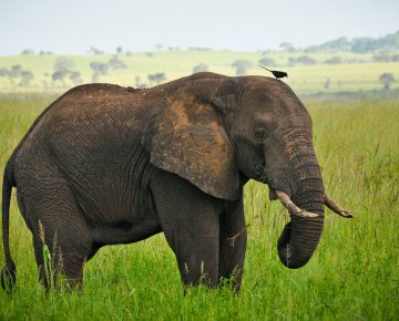 9 DAYS UGANDA WILDLIFE AND GORILLA TRACKING TOUR