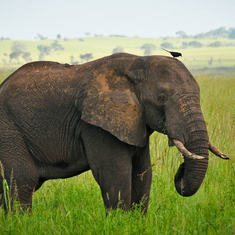 9 DAYS UGANDA WILDLIFE AND GORILLA TRACKING TOUR