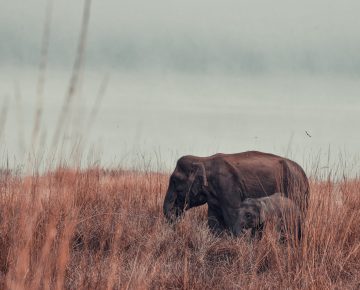 Kidepo Valley National Park