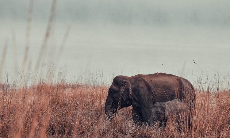 Kidepo Valley National Park