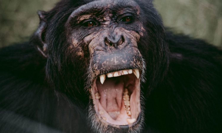 Kibale Forest National Park